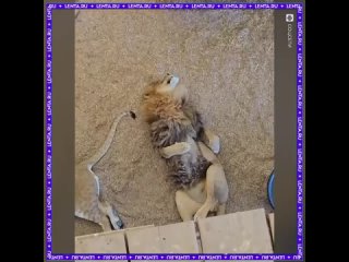 Большой кис , который может сделать больной кусь!!!!!! - Ирина Бачурина