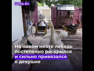 Лебедь потерял вторую половинку, но не сдался.   На помощь ему пришла добрая девушка, которая стала для него настоящим... (видео)