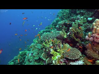 Under Red Sea 4K-красивые рыбы кораллового рифа в аквариуме, морские животные для отдыха