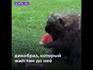 Девушка купила дом, в придачу с которым шёл дикобраз.  О том, как ей удалось подружиться с колючим соседом,... (видео)