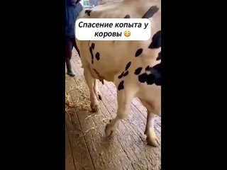 Вот причина, по которой она не может ходить. (видео)