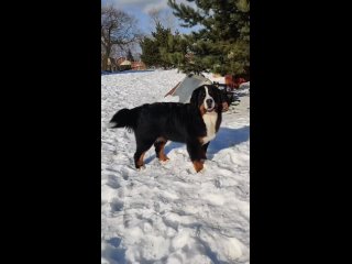 Видео от Питомник Бернских зенненхундов My lovely bern