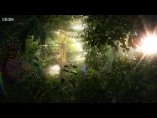 BBC: Сокрытые Миры 02 Таинственные леса (2014) HD