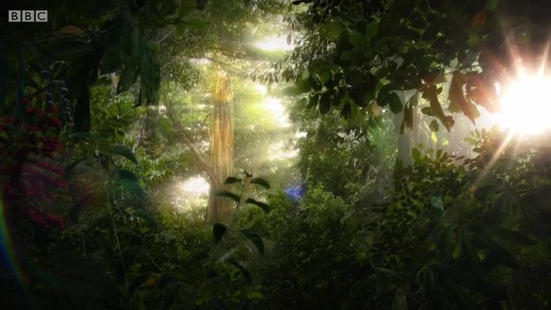 BBC: Сокрытые Миры 02 Таинственные леса (2014) HD