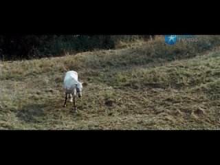 Сергей Безруков  в фильме