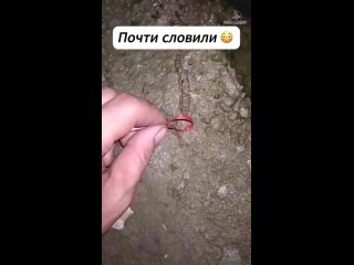 Что именно они ловят? (видео)