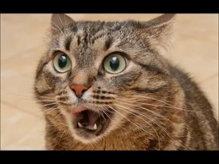 Видеоконкурс