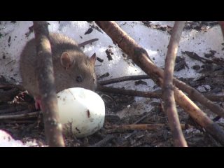 Крысонькино городище