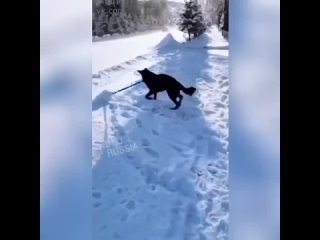 Видео КотоПёс