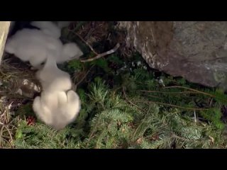 Беркут – Главный в небе_ Самый большой и быстрый орёл. Интересные факты о беркутах(720P_HD).mp4