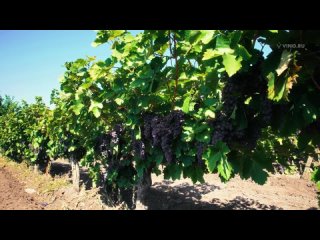 Розовое вино – универсальный выбор