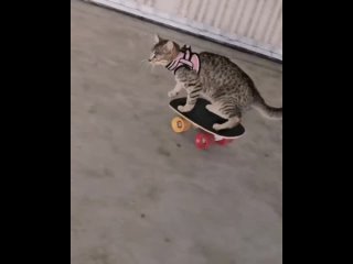 Даже кот умеет кататься на скейте, а я нет.