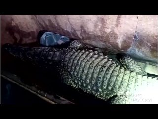 В Орске задержан крокодил, пытавшийся нелегально пересечь границу