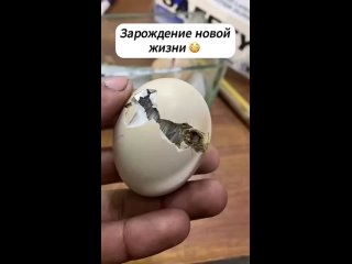 Зачем вмешиваться в естественный процесс или яйцо пострадало от чего то - Тамара Тома