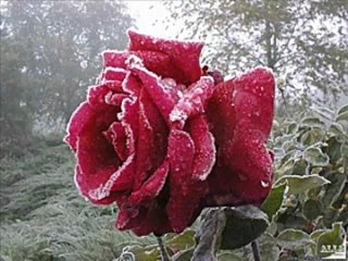 Журавлева Марина - Прошла любовь.