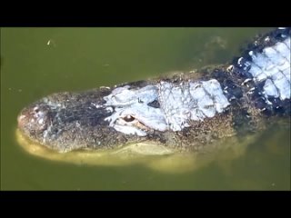 Миссисипский аллигатор доминирует над острорылым крокодилом