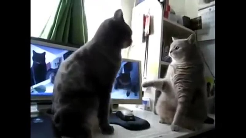 Cats playing Patty Cake (НА РУССКОМ ) Коты играют в