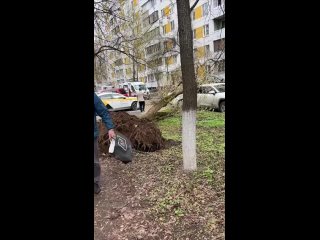 В Москве из-за ветра дерево упало на человека и припаркованные машины