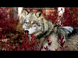 «Природа» под музыку классика(музыка любви) Грустная мелодия - <3. Picrolla