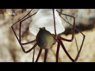 National Geographic. Загадка гигантского пещерного паука. 2017