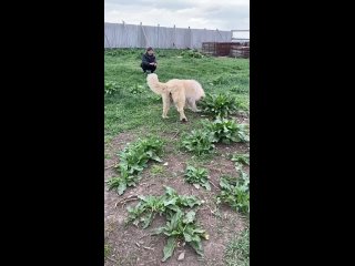 Видео от СЕВЕРНЫЕ ВОЛКИ помощь животным