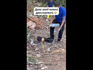 Вот такая тренировка. (видео)