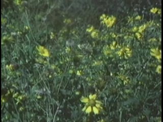 Мерзость / The Abomination (1988)