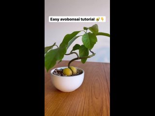 Урок по формировке авокадо