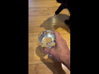 Video by Лоскутный кот тебе товарищ!