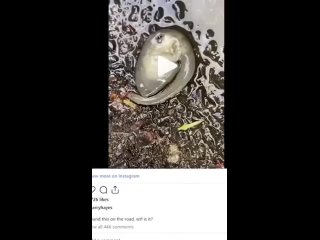 Житель Австралии заснял на видео таинственное существо, которое, кажется, не с нашей планеты. Его форма тела очень... (видео)