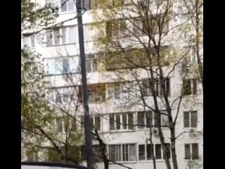 В Москве жителей беспокоит птица на балконе многоэтажки