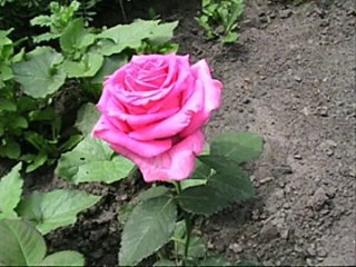 Розовые розы.