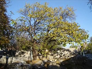 лесополоса