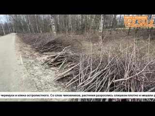 Власти объяснили, почему вырубили сотни деревьев в петрозаводском парке