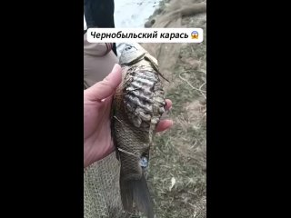 Как он сумел выжить? (видео)