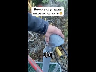 Что они здесь сделали? (видео)