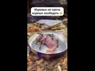 Какие они быстрые (видео)