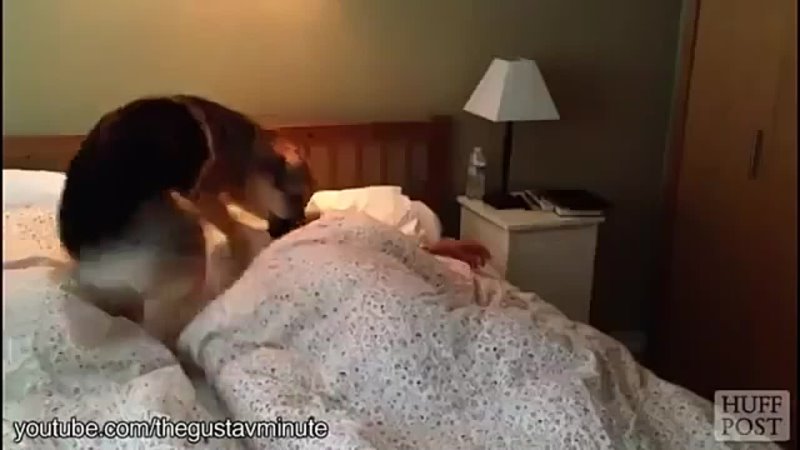 Dog Alarm Clocks are the Best Alarm Clocks
