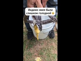 Подавилась мячиком (видео)