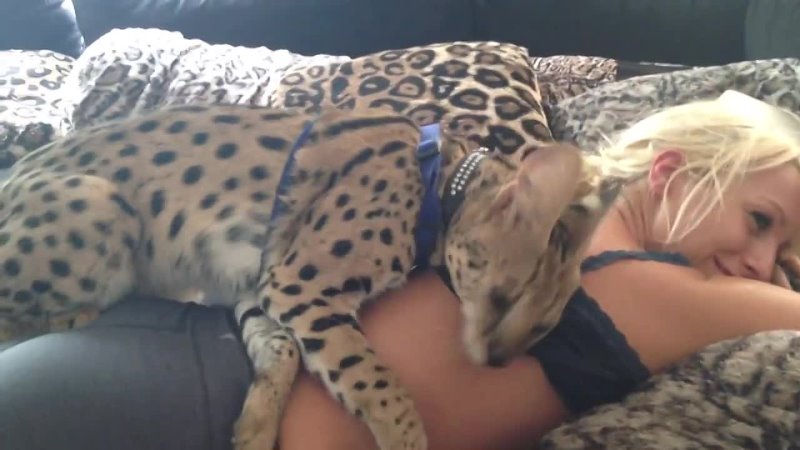 Exotic Cat Loves