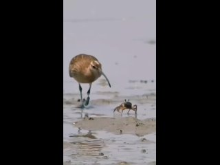 Доброе утро! (видео)