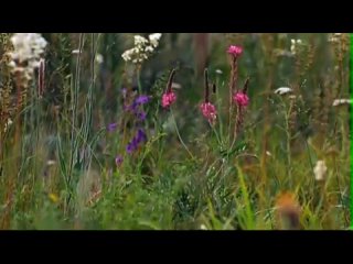А. Марчелло - Адажио - Музыка и вечность... A.Marcello Adagio