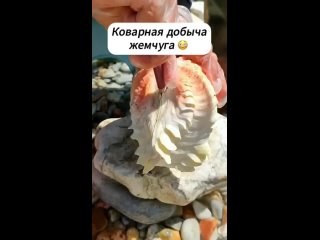 Интригующий жемчуг (видео)