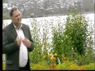 Розовые розы