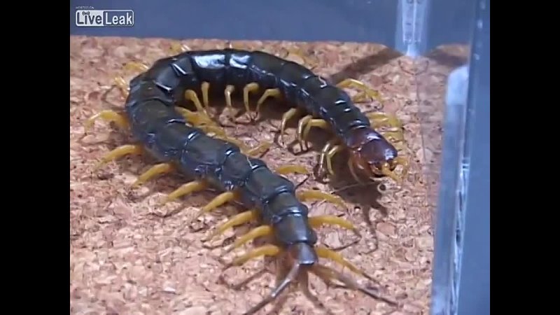Сколопендра против японского шершня ( Centipede VS Japanese Giant