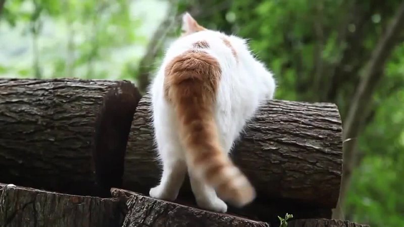 Funny Cat Tail Animated