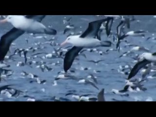 Эннио Морриконе - Ветер плачь