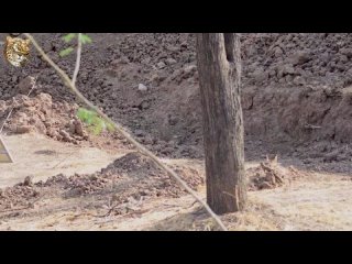 Африканский леопард: Самый маленький хищный приспособленец