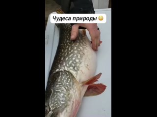 Ее жадность и привела к беде. (видео)