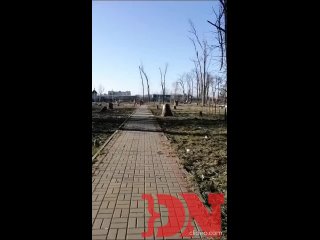"Лысый" парк Победы!  Парка Победы в Батайске резко стал голым. Теперь там лишь пеньки и корешки. Кто и почему вырубил... (видео)